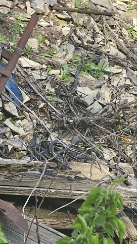 В саратовских лесах активизировались змеи 