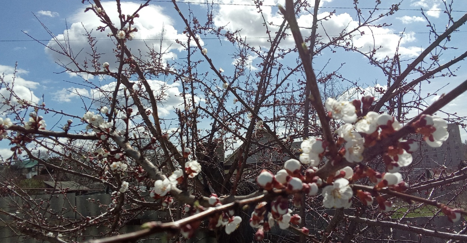 весна, абрикос.png