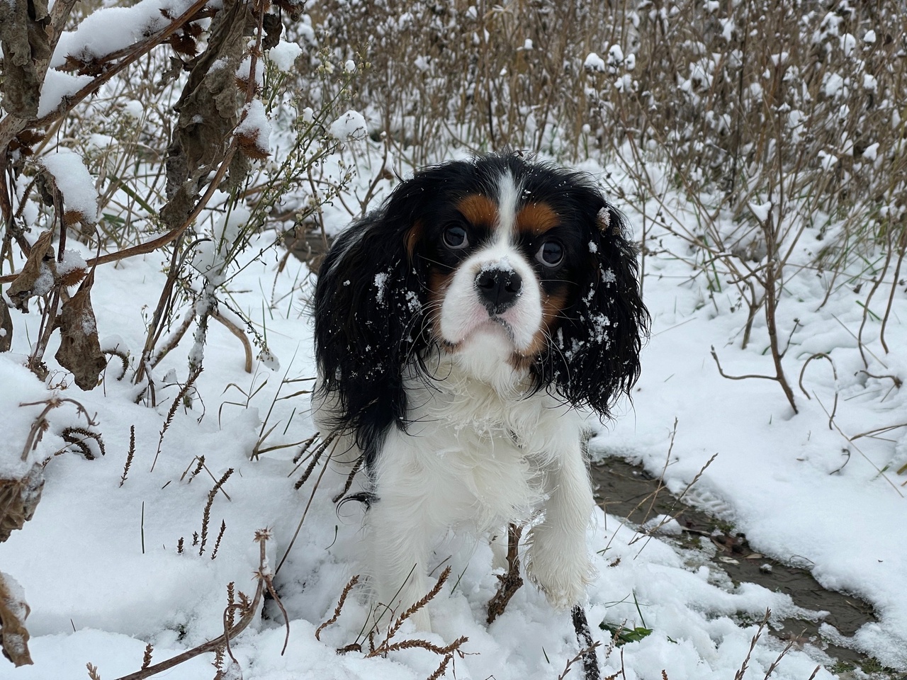 зима, собака, снег.jpg