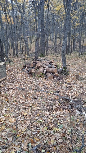 В Татищевском районе поймали рубщиков деревьев