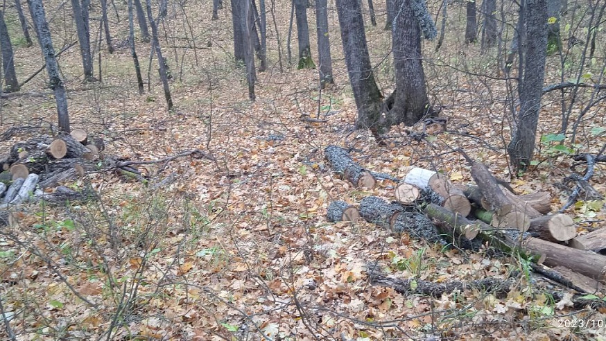 В Татищевском районе поймали рубщиков деревьев