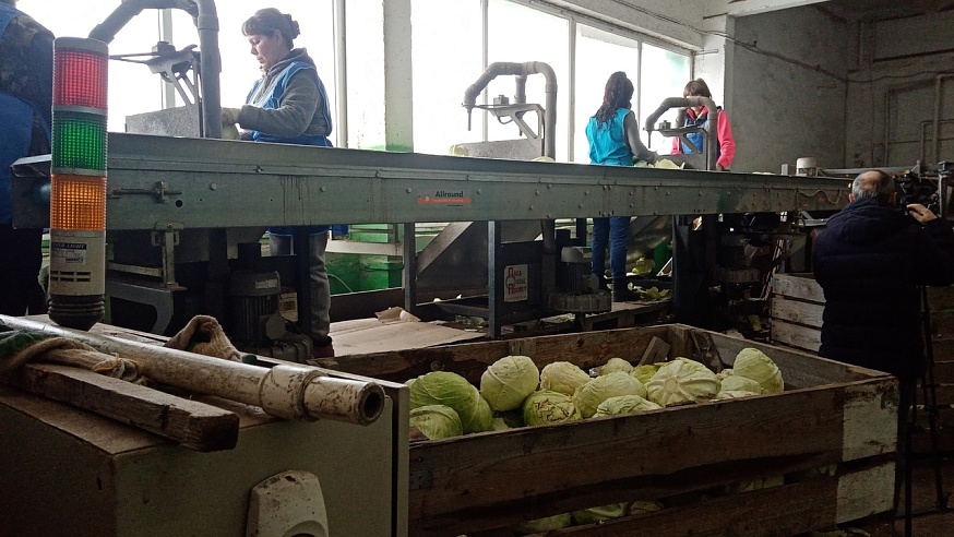 13 тыс. тонн овощей вырастили саратовские аграрии с начала года