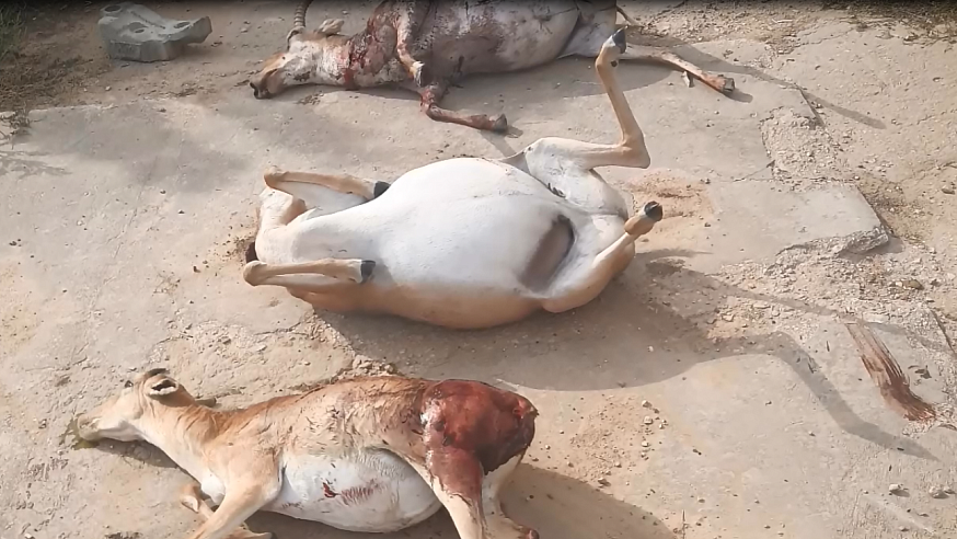 В Саратове осудили браконьера за добычу сайгаков