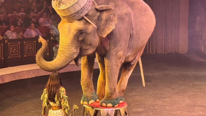 В День цирка саратовцам показали премьеру программы "Итальянский цирк "Слоны и тигры"