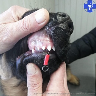 Саратовские ветеринары сняли "пирсинг" с нижней губы Тайфуна