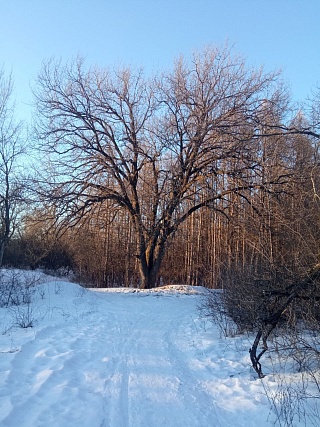 Энгельсский дуб-старожил участвует в конкурсе "Российское дерево года"