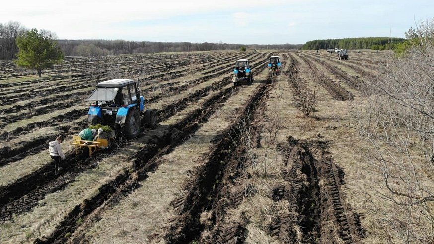 В этом году в Саратовской области планируется высадить до 4500 га леса