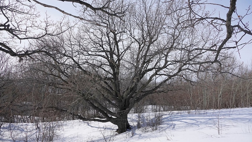 Саратовский дуб внесли в реестр старовозрастных деревьев России