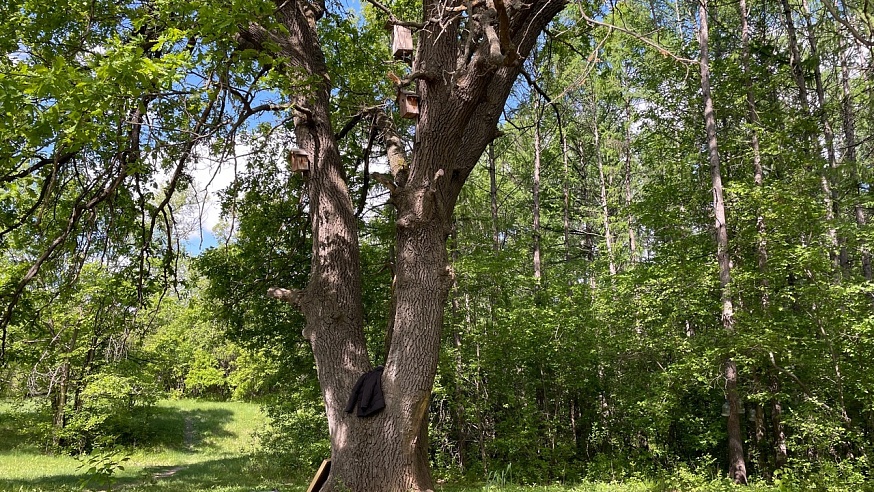 Дуб из Энгельса может стать всероссийским "деревом года"