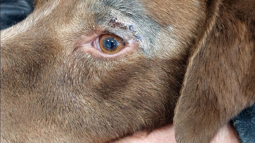 Саратовским ветеринарам принесли щенка с синдромом пловца