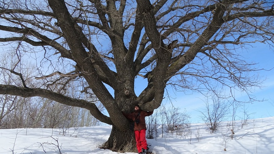 Саратовский дуб внесли в реестр старовозрастных деревьев России
