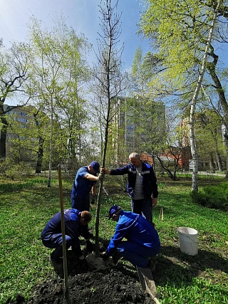 В Горпарке Саратова высадили 20-летние дубы