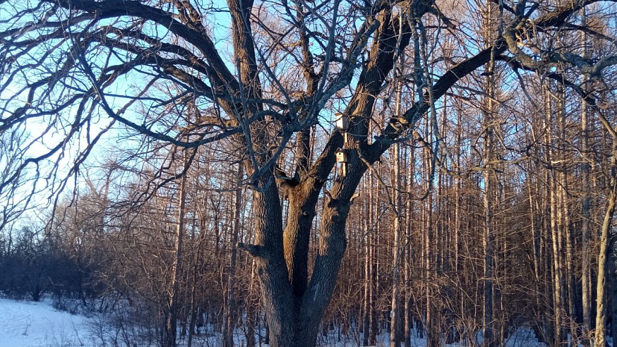 Энгельсский дуб-старожил участвует в конкурсе "Российское дерево года"