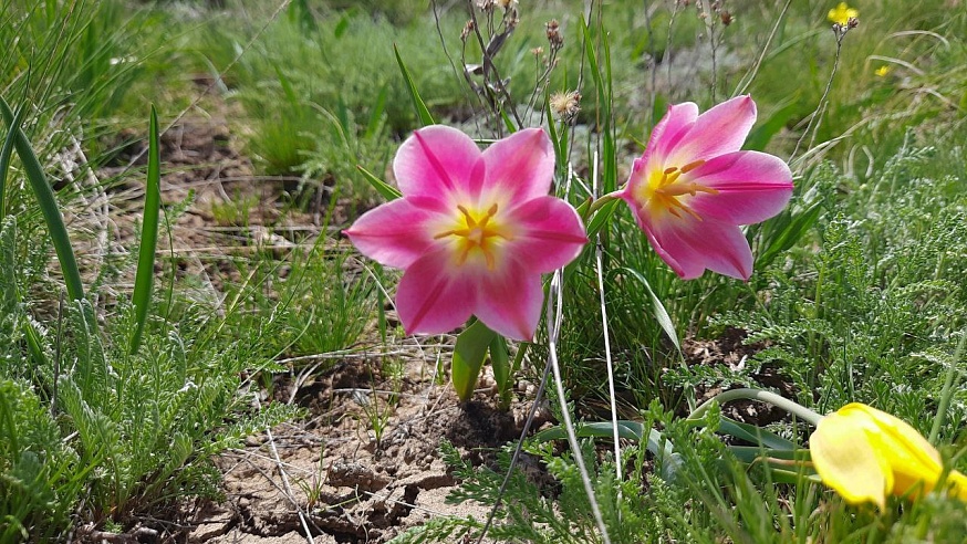 В Саратовской области цветут краснокнижные тюльпаны Геснера 