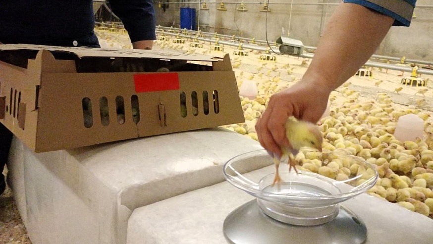 На саратовскую птицефабрику привезли 16 тысяч суточных цыплят