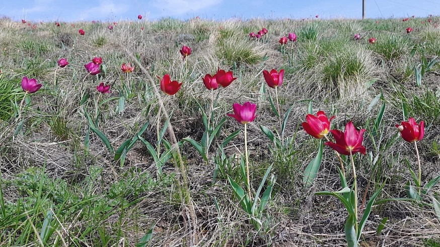 В Саратовской области цветут краснокнижные тюльпаны Геснера 
