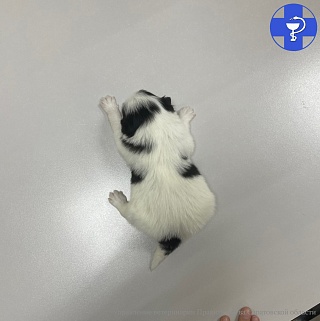 Саратовским ветеринарам принесли щенка с синдромом пловца