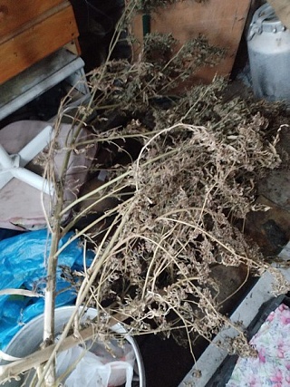 У жителя Балашова полицейские нашли больше килограмма конопли
