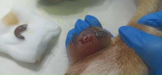 Саратовцам рассказали, как ухаживать за "лишними" пальцами у собак