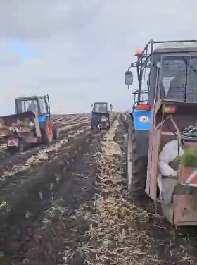 В Саратовской области полным ходом идет осенняя посадка леса