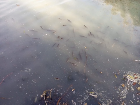 Елшанка Саратов водоём