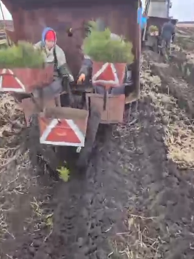 В Саратовской области полным ходом идет осенняя посадка леса