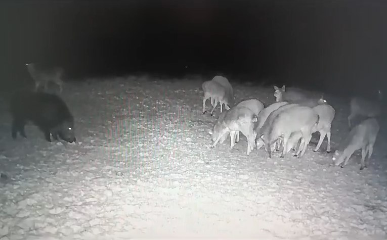 В три района Саратовской области вернулся краснокнижный тетерев