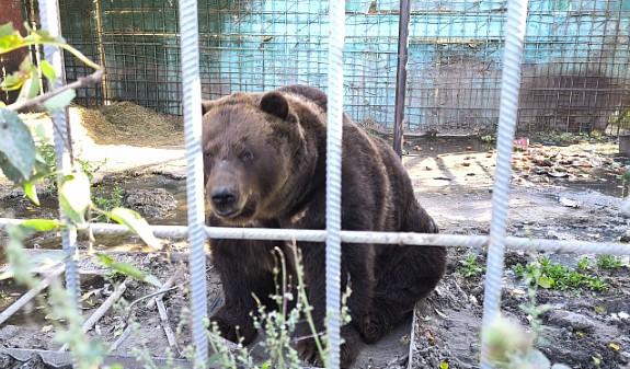 В Волгограде семья организовала экоферму для спасения животных