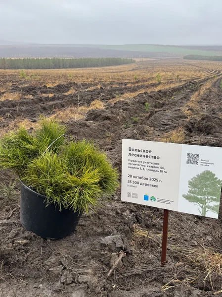 В Саратовской области будут высажены 350 тысяч сеянцев сосны и акации