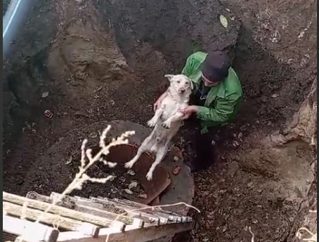 В Калининске местные жители спасли упавшую в колодец собаку