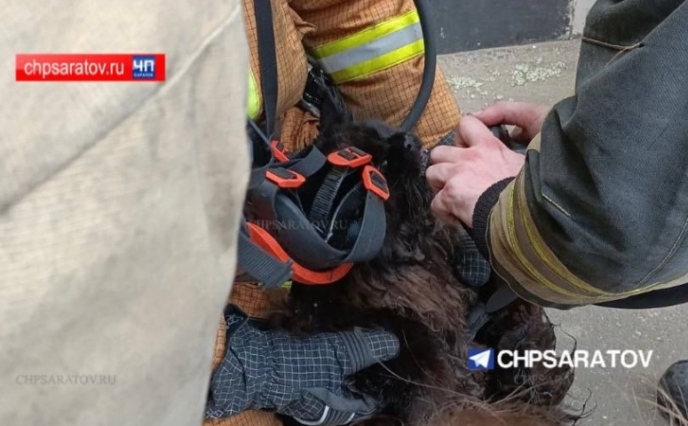 В Саратове пострадавшему на пожаре коту понадобилась кислородная реанимация