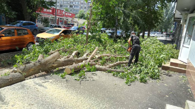 В Саратове из-за непогоды рухнули 32 дерева