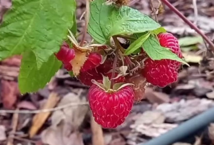 Саратовцы делятся фотографиями "зимнего" урожая