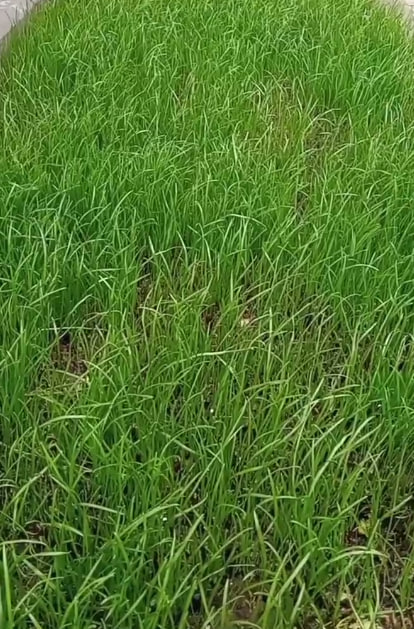 Саратовцы делятся фотографиями "зимнего" урожая