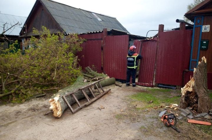 За сутки жители Саратовской области сообщили о 31-м упавшем из-за ветра дереве