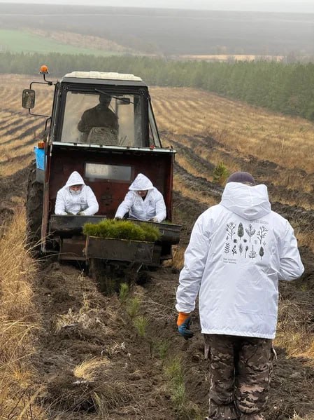 В Саратовской области будут высажены 350 тысяч сеянцев сосны и акации