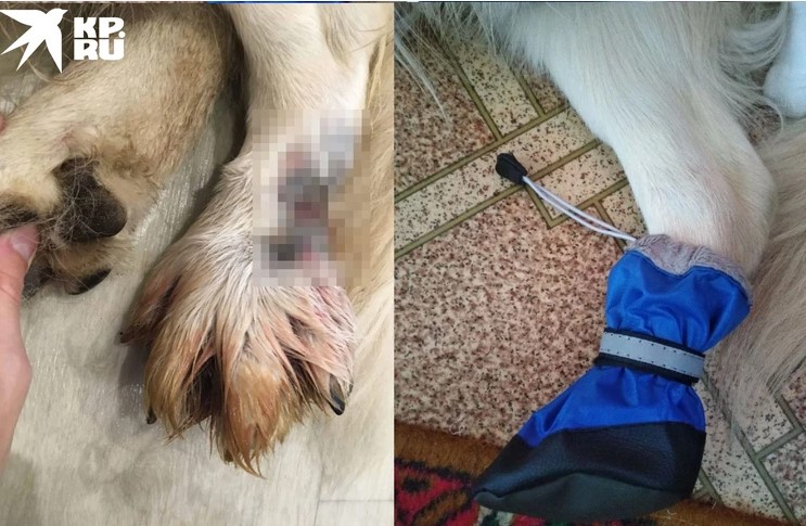 Врачи поставили протез псу, который потерял лапу из-за ошибки ветеринара 