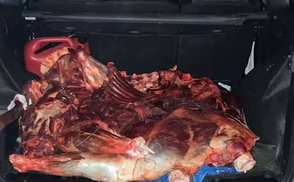 Под Саратовом в машине Валерия Рашкина нашли тушу убитого лося