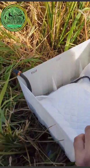 Змея 10 дней пряталась в квартире саратовчанки