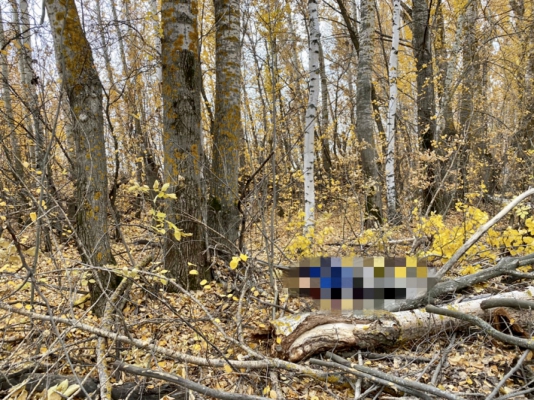 В лесу под Саратовом веткой дерева убило мужчину