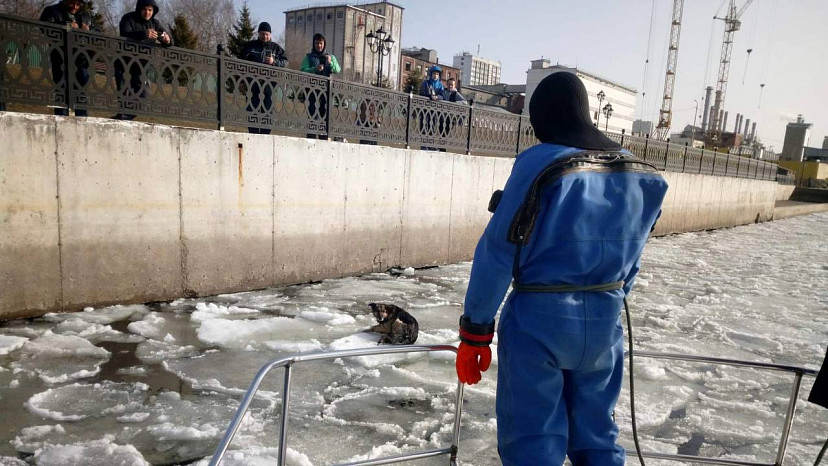 На Волге спасатели сняли со льдины собаку