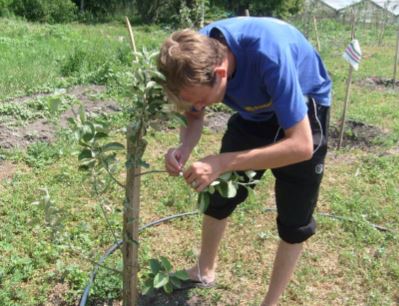 Садовая азбука: полив и стимулирование завязи плодовых деревьев