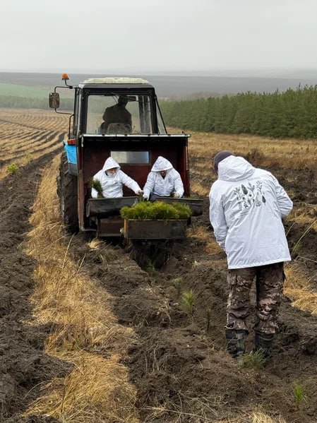 В Саратовской области будут высажены 350 тысяч сеянцев сосны и акации