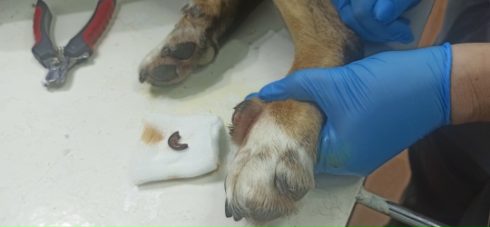 Саратовцам рассказали, как ухаживать за "лишними" пальцами у собак