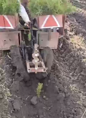 В Саратовской области полным ходом идет осенняя посадка леса
