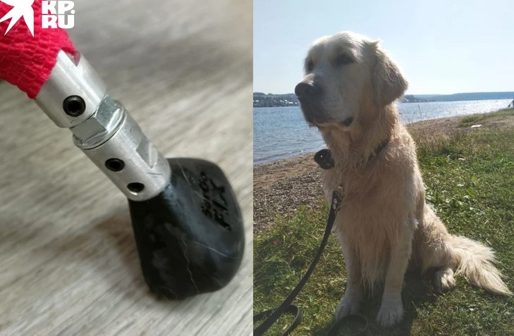 Врачи поставили протез псу, который потерял лапу из-за ошибки ветеринара 