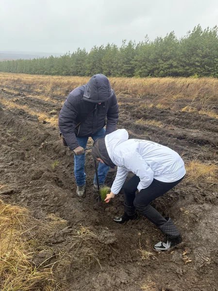 В Саратовской области будут высажены 350 тысяч сеянцев сосны и акации