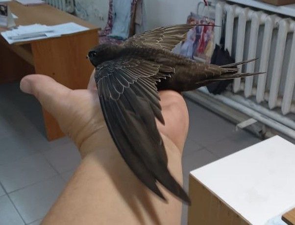 Балаковские врачи выходили истощенного птенца стрижа