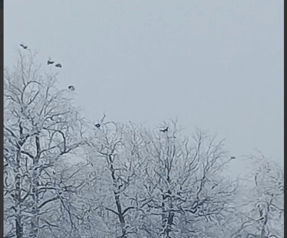 В три района Саратовской области вернулся краснокнижный тетерев