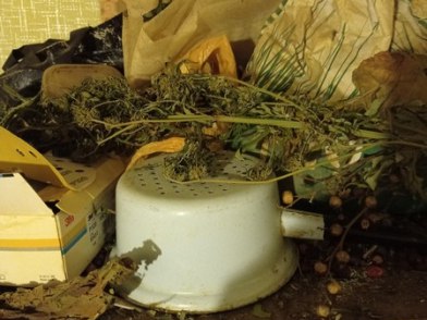 Балашовца арестовали за хранение килограмма марихуаны
